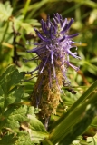 1630 2018-08-06 4570 Rampion, Phyteuma sp, 2100m, S of Roseg