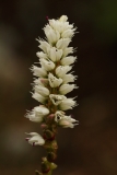 1650 2018-08-07 4676 Alpine Bistort, Polygonum viviparum, 2300m, below Chamanna da Tschierva