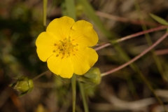 1680 2018-08-06 4574 Golden Cinquefoil, Potentilla aurea, 2200m, below Chamanna da Tschierva