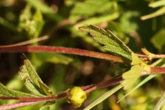 1690 2018-08-06 4575 Leaves of Golden Cinquefoil, Potentilla aurea, 2200m, below Chamanna da Tschierva