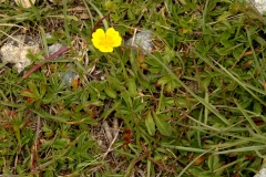 1700 2018-08-04 4110 Creeping Cinquefoil, Potentilla reptans, 2600m, by Lej da Diavolezza