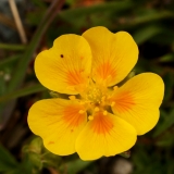 1710 2018-08-04 4111 Creeping Cinquefoil, Potentilla reptans, 2600m, by Lej da Diavolezza