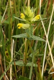 1720 2018-08-05 4244 Greater Yellow-rattle, Rhinanthus angustifolius (possibly alectorolophus), 2600m, S of Fuorcla Surlej