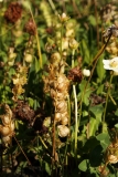 1730 2018-08-06 4488 Greater Yellow-rattle, Rhinanthus angustifolius, Fruiting, 2200m, by Lej da Vadret