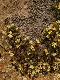 1740 2018-08-04 3980 Livelong Saxifrage, Saxifraga paniculata, 3000m, NW of Berghaus Diavolezza