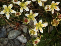 1750 2018-08-04 4027 Livelong Saxifrage, Saxifraga paniculata, 2700m, above Lej da Diavolezza