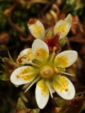 1760 2018-08-04 4028 Livelong Saxifrage, Saxifraga paniculata, 2700m, above Lej da Diavolezza