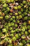 1770 2018-08-04 4029 Leaves of Livelong Saxifrage, Saxifraga paniculata, 2700m, above Lej da Diavolezza