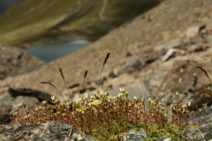 1780 2018-08-08 4891 Livelong Saxifrage, Saxifraga paniculata, 2800m, above Lej Muragl