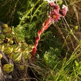 1800 2018-08-05 4285 (Mountain) House-leek, Sempervivum montanum or tectorum, 2600m, approaching Chamanna Coaz