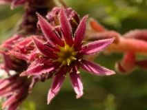 1810 2018-08-05 4289 (Mountain) House-leek, Sempervivum montanum or tectorum, 2600m, approaching Chamanna Coaz