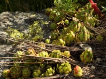 1830 2018-08-05 4284 Leaves of (Mountain) House-leek, Sempervivum montanum or tectorum, 2600m, approaching Chamanna Coaz