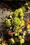 1840 2018-08-06 4559 Leaves of (Mountain) House-leek, Sempervivum montanum or tectorum, 2100m, S of Roseg