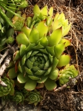 1850 2018-08-06 4556 Leaves of (Mountain) House-leek, Sempervivum montanum or tectorum, 2100m, S of Roseg