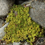 1860 2018-08-07 4609 Leaves of (Mountain) House-leek, Sempervivum montanum or tectorum, 2700m, above Chamanna da Tschierva