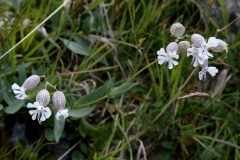 1870 2018-08-03 3626 Bladder Campion, Silene vulgaris, 2500m, by Senda Segantini SE of Muottas Muragl