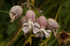 1880 2018-08-07 4701 Bladder Campion, Silene vulgaris, 2200m, S of Roseg