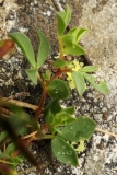 1920 2018-08-07 4685 Leaves of Dragon's Teeth, Tetragonolobus maritimus, 2300m, below Chamanna da Tschierva