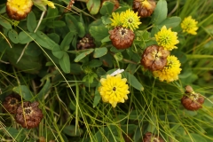 1930 2018-08-05 4249 Hop trefoil, Trifolium campestre, 2600m, S of Fuorcla Surlej