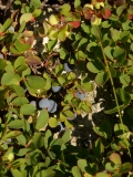 1940 2018-08-06 4395 Bilberry, Vaccinium myrtillus, 2400m, above Lej da Vadret