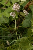 1950 2018-08-07 4714 Common Valerian, Valeriana officinalis, 2100m, S of Roseg