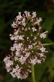 1960 2018-08-07 4716 Common Valerian, Valeriana officinalis, 2100m, S of Roseg