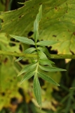 1970 2018-08-07 4715 Leaves of Common Valerian, Valeriana officinalis, 2100m, S of Roseg