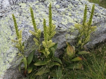 1980 2018-08-03 3614 False Helleborine, Veratrum album, 2400m, by Senda Segantini SE of Muottas Muragl