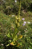 1990 2018-08-03 3606 False Helleborine, Veratrum album, 2400m, by Senda Segantini E of Muottas Muragl