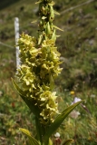 2000 2018-08-03 3607 False Helleborine, Veratrum album, 2400m, by Senda Segantini E of Muottas Muragl