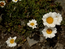 2020 2018-08-04 3985 Unknown Asteraceae, 3000m, NW of Berghaus Diavolezza