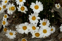 2030 2018-08-04 3987 Unknown Asteraceae, 3000m, NW of Berghaus Diavolezza