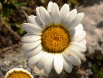 2040 2018-08-04 4030 Unknown Asteraceae, 2700m, above Lej da Diavolezza