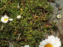 2050 2018-08-04 3986 Leaves of Unknown Asteraceae, 3000m, NW of Berghaus Diavolezza