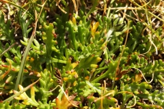 2060 2018-08-04 4031 Leaves of Unknown Asteraceae, 2700m, above Lej da Diavolezza