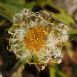 2070 2018-08-04 4041 Unknown Asteraceae, 2700m, above Lej da Diavolezza