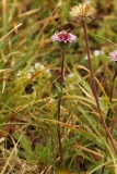 2080 2018-08-07 4689 Unknown Asteraceae, 2300m, below Chamanna da Tschierva