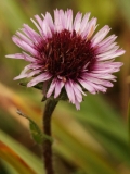 2090 2018-08-07 4691F Unknown Asteraceae, 2300m, below Chamanna da Tschierva