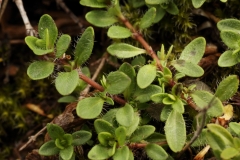 2190 2018-08-07 4710 Leaves of Unknown, 2100m, S of Roseg