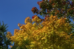 2017-09-28 Autumn Colours in Poolbrook