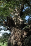 2017-09-28 Fine Old Tree in Poolbrook