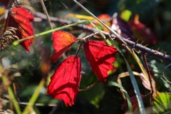 2017-10-27 Autumn Bramble on the Malvern Hills