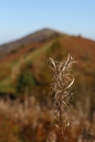 2017-10-27 Gone to Seed - Rose Bay Willow-herb on the Malvern Hills