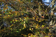 2017-10-27 Autumn Beech on the Malvern Hills