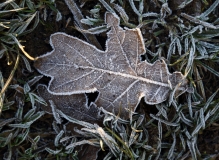 2017-11-30 Frosty Oak Leaf on the Malvern Hills