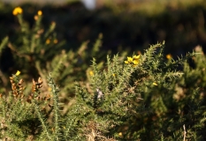 2017-11-30 Gorse, Ulex europaeus, on the Malvern Hills