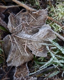 2017-11-30 Frosty Leaf on the Malvern Hills