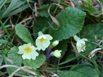 2017-11-30 Primrose by Bench South of Wyche Cutting