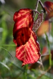 2017-11-30 Autumn Bramble Leaves South of Wyche Cutting