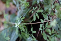 2017-11-30 Climbing Corydalis, Ceratocapnos claviculata